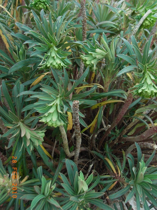 Euphorbia characias